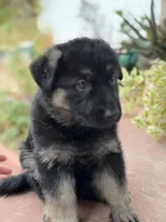 Poppy, a female German Shepherd Dog for sale in Denver, CO – 1 of 1