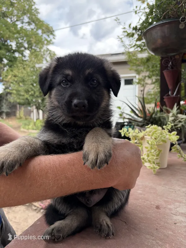 Captain  – German Shepherd Dog puppy for sale in Denver, CO