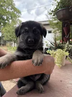 Captain , a male German Shepherd Dog for sale in Denver, CO – 1 of 1