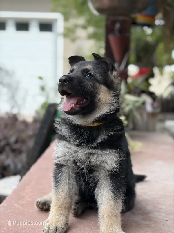 Shasta – German Shepherd Dog puppy for sale in Denver, CO
