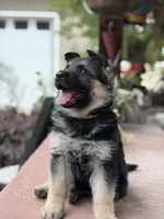 Shasta, a female German Shepherd Dog for sale in Denver, CO – 1 of 2