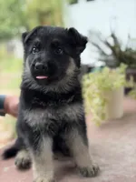 Tango, a male German Shepherd Dog for sale in Denver, CO – 2 of 2