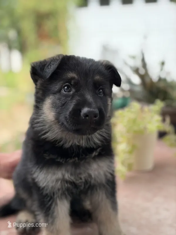 Tango – German Shepherd Dog puppy for sale in Denver, CO