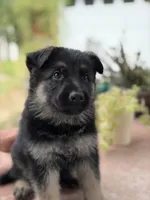 Tango, a male German Shepherd Dog for sale in Denver, CO – 1 of 2