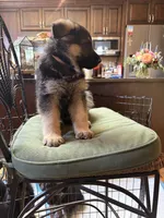 Major, a male German Shepherd Dog for sale in Denver, CO – 2 of 2