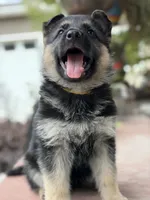 Shasta, a female German Shepherd Dog for sale in Denver, CO – 2 of 2