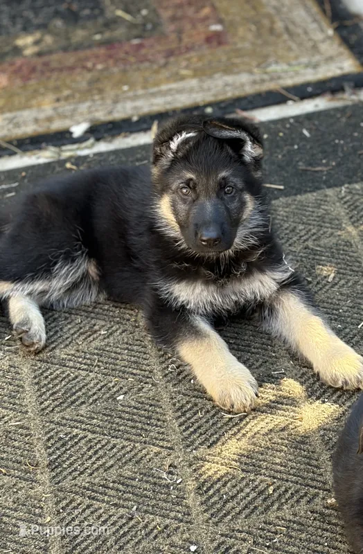 Tango – German Shepherd Dog puppy for sale in Denver, CO