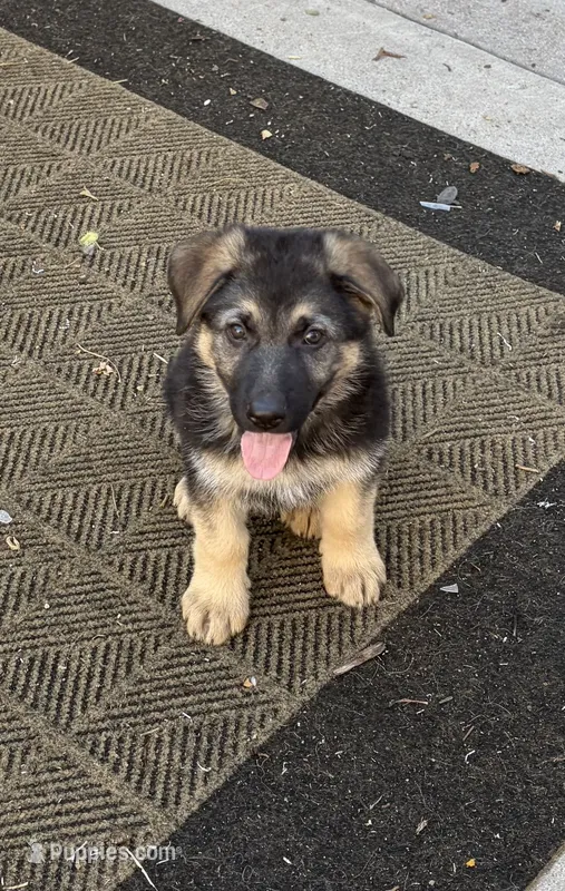 Sargent – German Shepherd Dog puppy for sale in Denver, CO
