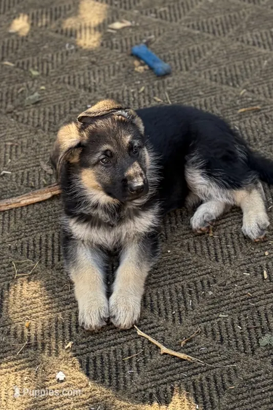 Major – German Shepherd Dog puppy for sale in Denver, CO