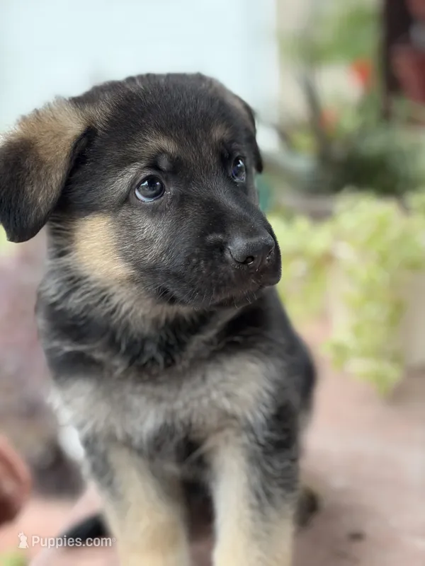 Aster – German Shepherd Dog puppy for sale in Denver, CO