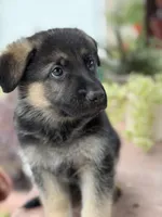 Aster, a female German Shepherd Dog for sale in Denver, CO – 2 of 2