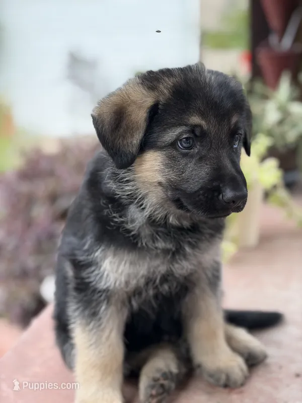 Aster – German Shepherd Dog puppy for sale in Denver, CO
