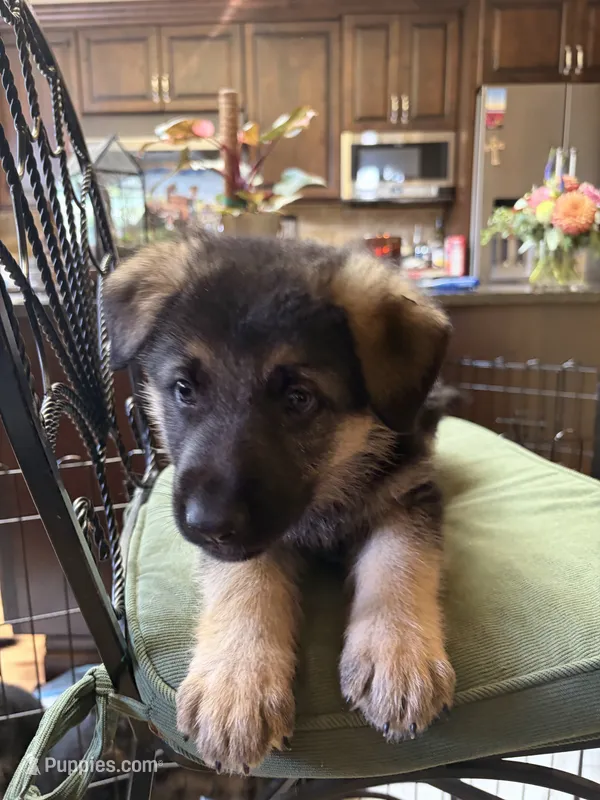Major – German Shepherd Dog puppy for sale in Denver, CO