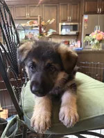 Major, a male German Shepherd Dog for sale in Denver, CO – 1 of 2