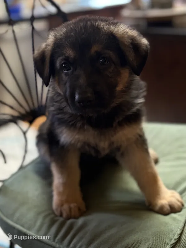 Trooper – German Shepherd Dog puppy for sale in Denver, CO