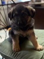Trooper, a male German Shepherd Dog for sale in Denver, CO – 1 of 2