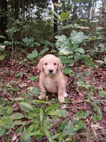 Lana, a female Golden Retriever for sale in Chattanooga, TN – 3 of 3