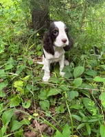 David, a male English Springer Spaniel for sale in Chattanooga, TN – 2 of 2