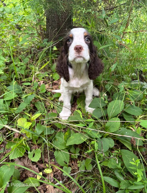 David – English Springer Spaniel puppy for sale in Chattanooga, TN