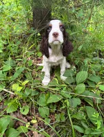 David, a male English Springer Spaniel for sale in Chattanooga, TN – 1 of 2