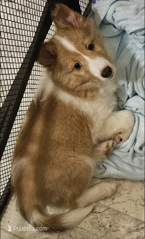 Lokie – Collie puppy for sale in Chattanooga, TN