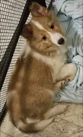 Lokie, a male Collie for sale in Chattanooga, TN – 1 of 2