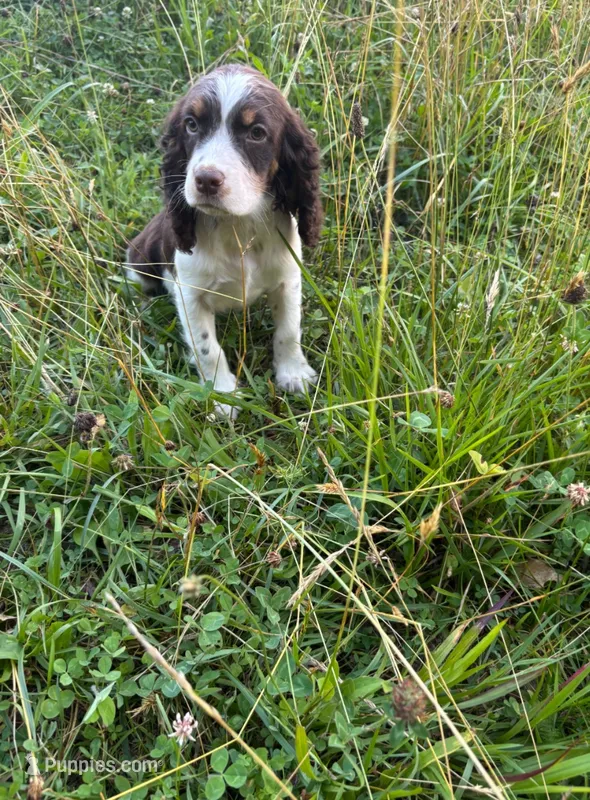 Lokie – English Springer Spaniel puppy for sale in Chattanooga, TN