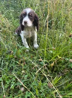 Lokie, a male English Springer Spaniel for sale in Chattanooga, TN – 1 of 1