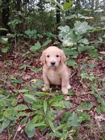 Lana, a female Golden Retriever for sale in Chattanooga, TN – 2 of 3