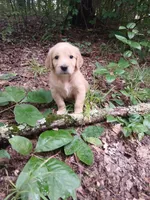 Zoie, a female Golden Retriever for sale in Chattanooga, TN – 3 of 3