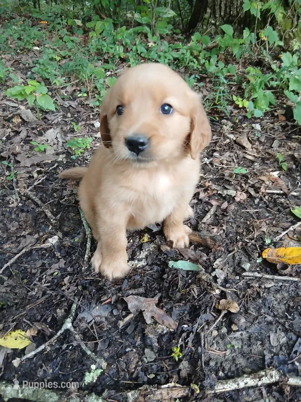 Susan – Golden Retriever puppy for sale in Chattanooga, TN
