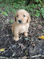 Susan, a female Golden Retriever for sale in Chattanooga, TN – 1 of 1