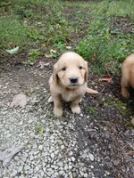 Lokie, a male Golden Retriever for sale in Chattanooga, TN – 2 of 3