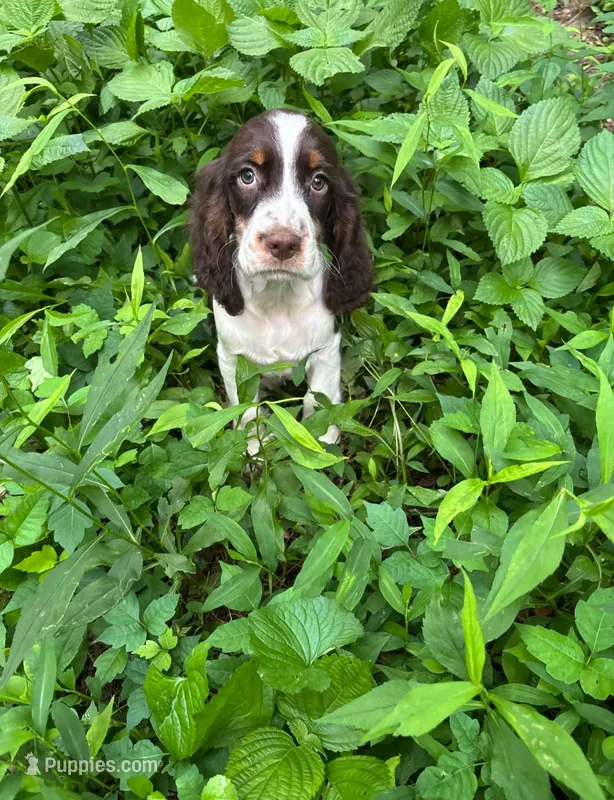 Sam – English Springer Spaniel puppy for sale in Chattanooga, TN