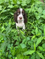 Sam, a male English Springer Spaniel for sale in Chattanooga, TN – 1 of 1