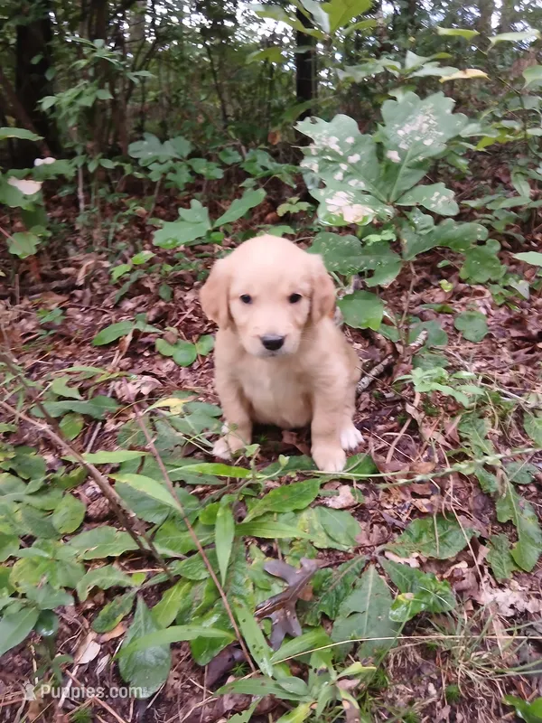 Lana – Golden Retriever puppy for sale in Chattanooga, TN