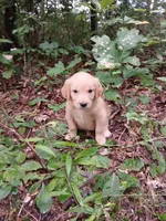Lana, a female Golden Retriever for sale in Chattanooga, TN – 1 of 3