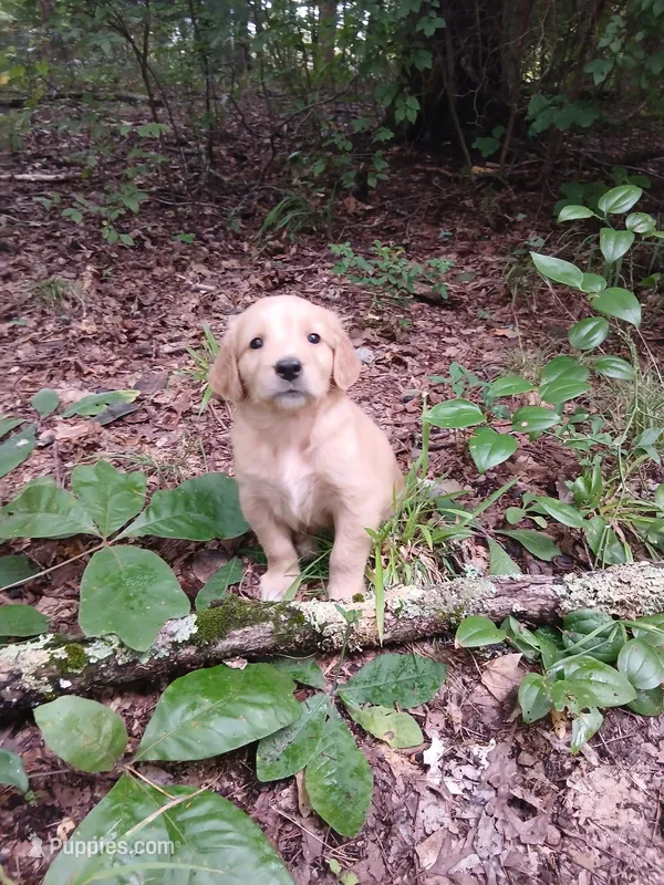 Zoie – Golden Retriever puppy for sale in Chattanooga, TN