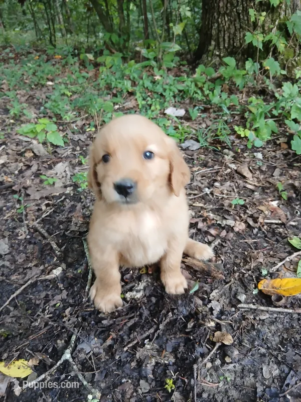 Ashley – Golden Retriever puppy for sale in Chattanooga, TN