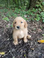 Ashley, a female Golden Retriever for sale in Chattanooga, TN – 1 of 1