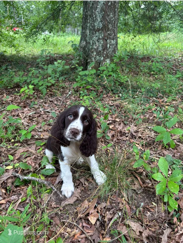 Jackie – English Springer Spaniel puppy for sale in Chattanooga, TN