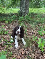 Jackie, a male English Springer Spaniel for sale in Chattanooga, TN – 1 of 1