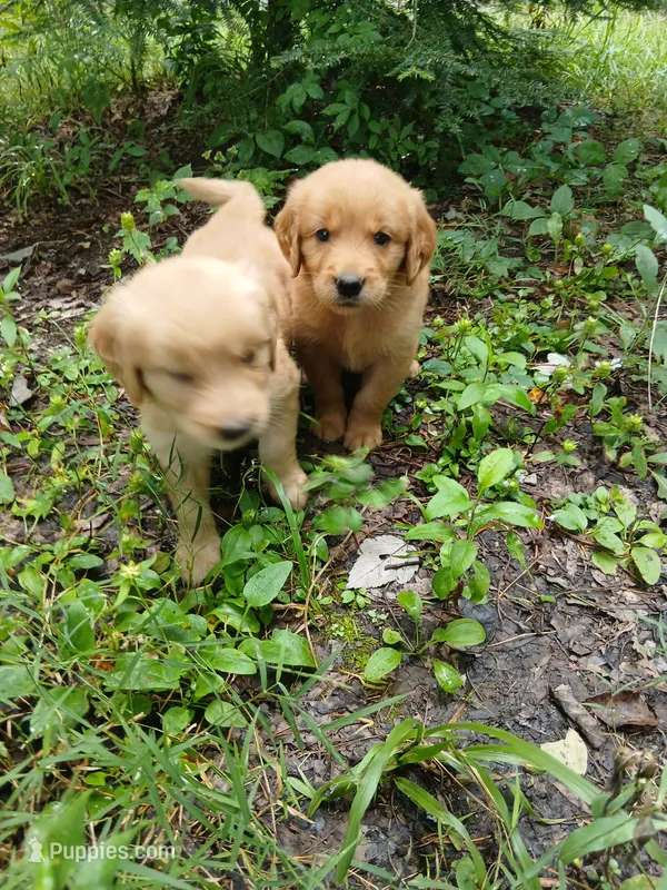 Kelsey – Golden Retriever puppy for sale in Chattanooga, TN