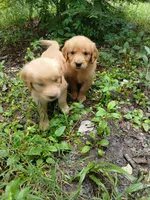 Kelsey, a female Golden Retriever for sale in Chattanooga, TN – 1 of 2