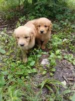 Kelsey, a female Golden Retriever for sale in Chattanooga, TN – 2 of 2