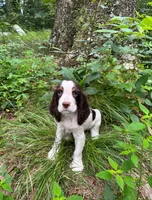 Tommy, a male English Springer Spaniel for sale in Chattanooga, TN – 2 of 2