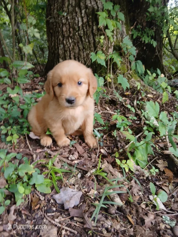 Alice – Golden Retriever puppy for sale in Chattanooga, TN