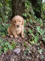Alice, a female Golden Retriever for sale in Chattanooga, TN – 1 of 1