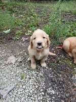 Lokie, a male Golden Retriever for sale in Chattanooga, TN – 3 of 3
