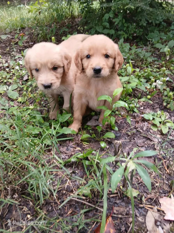 Sabrenia – Golden Retriever puppy for sale in Chattanooga, TN